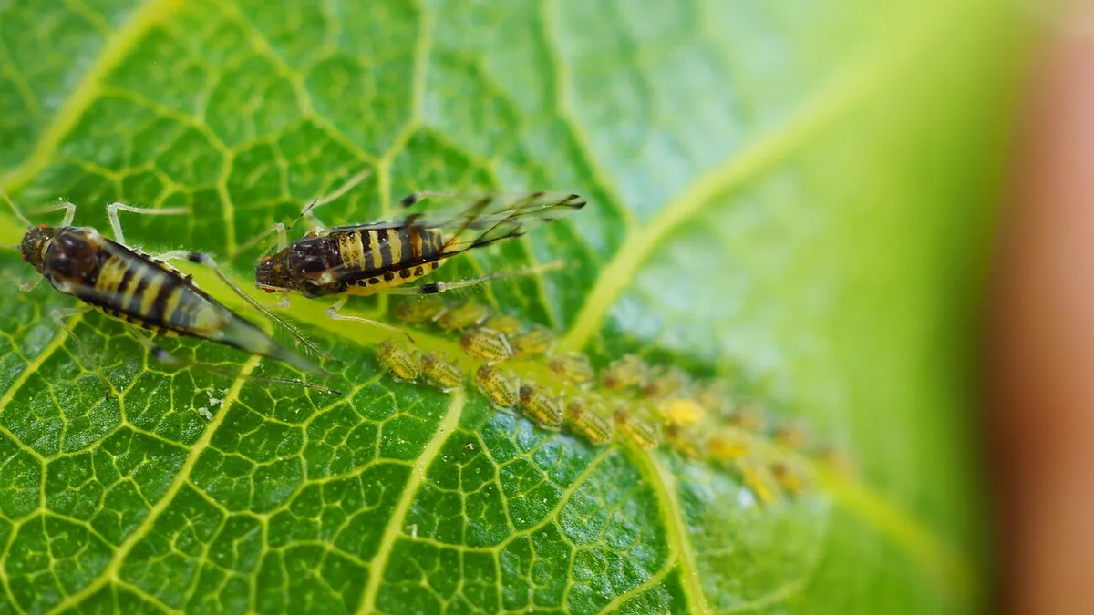 Aphids clustered on a green leaf.