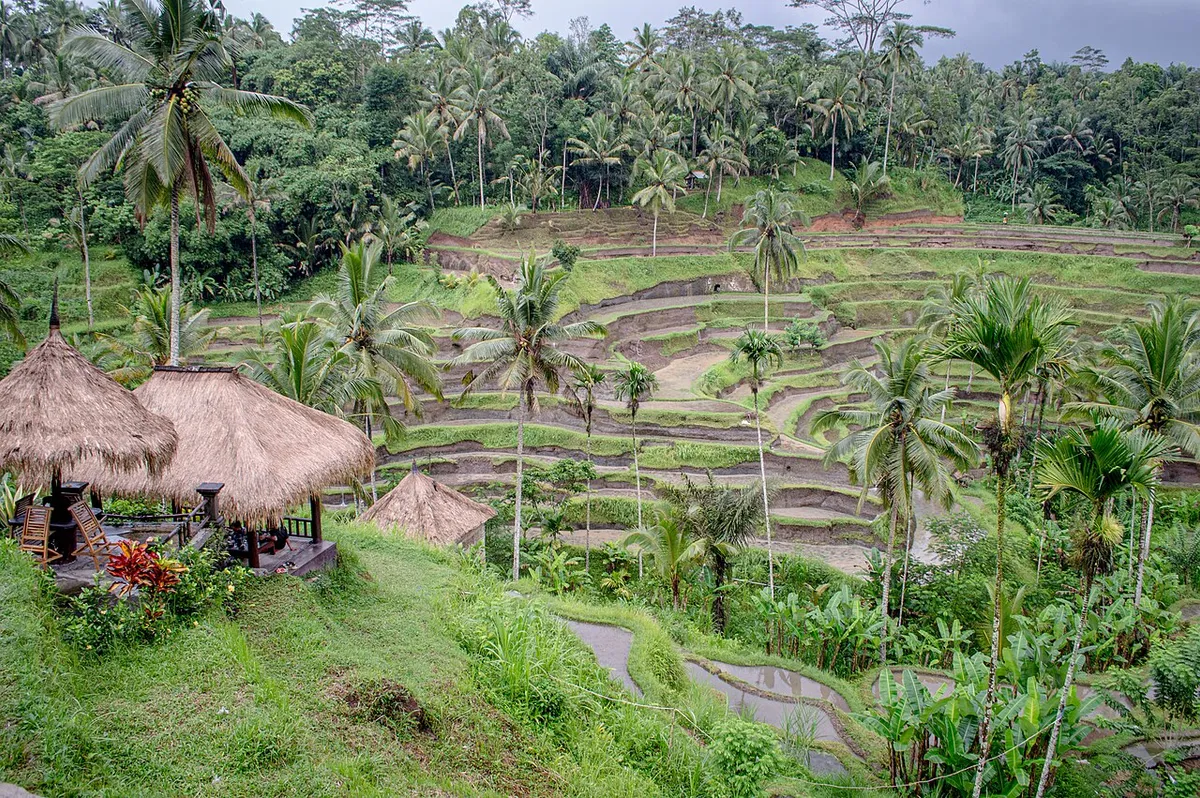 Terraced rice fields at Tegallalang, Bali.