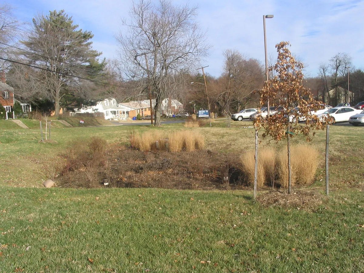 A rain garden beside a parking lot in winter dormancy.