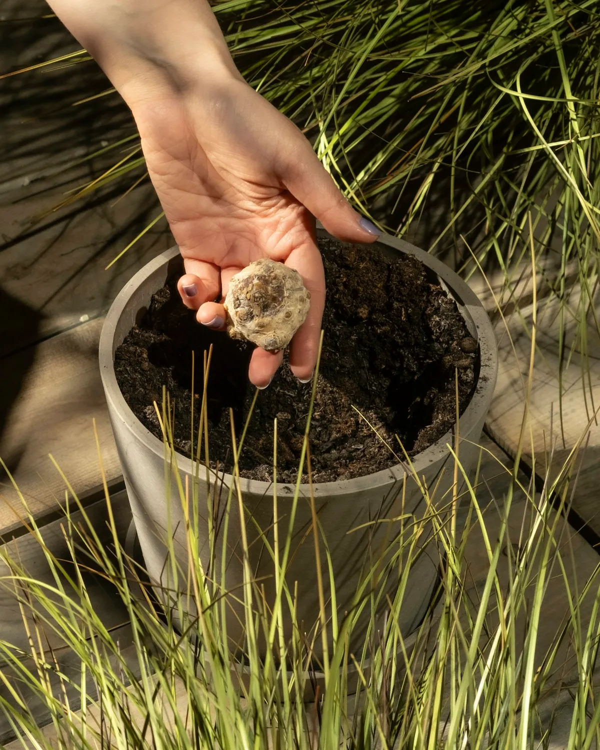 A hand holds a plant bulb over a pot of soil.
