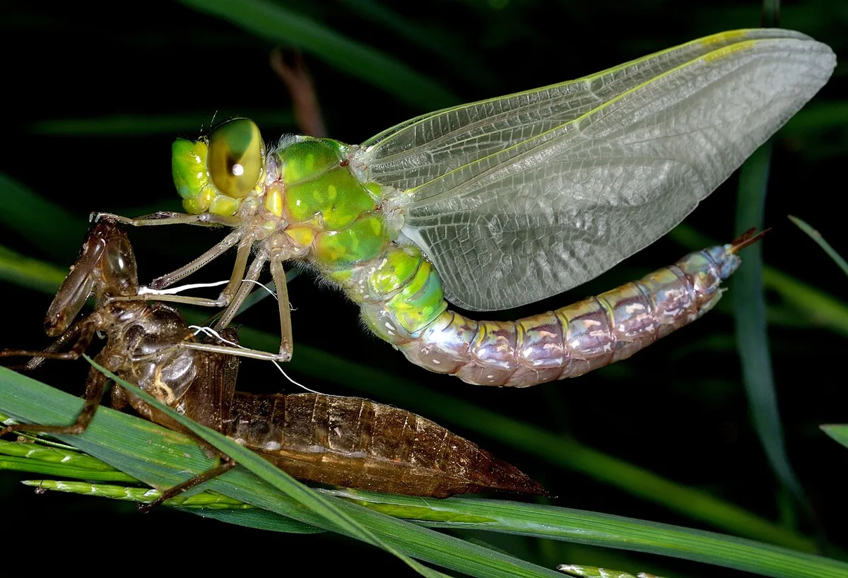 An emperor dragonfly clings to its shed larval skin as it emerges.