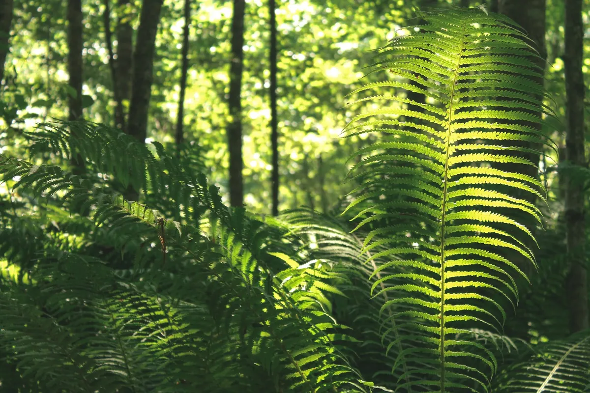 Sunlit fern fronds emerging from the forest floor