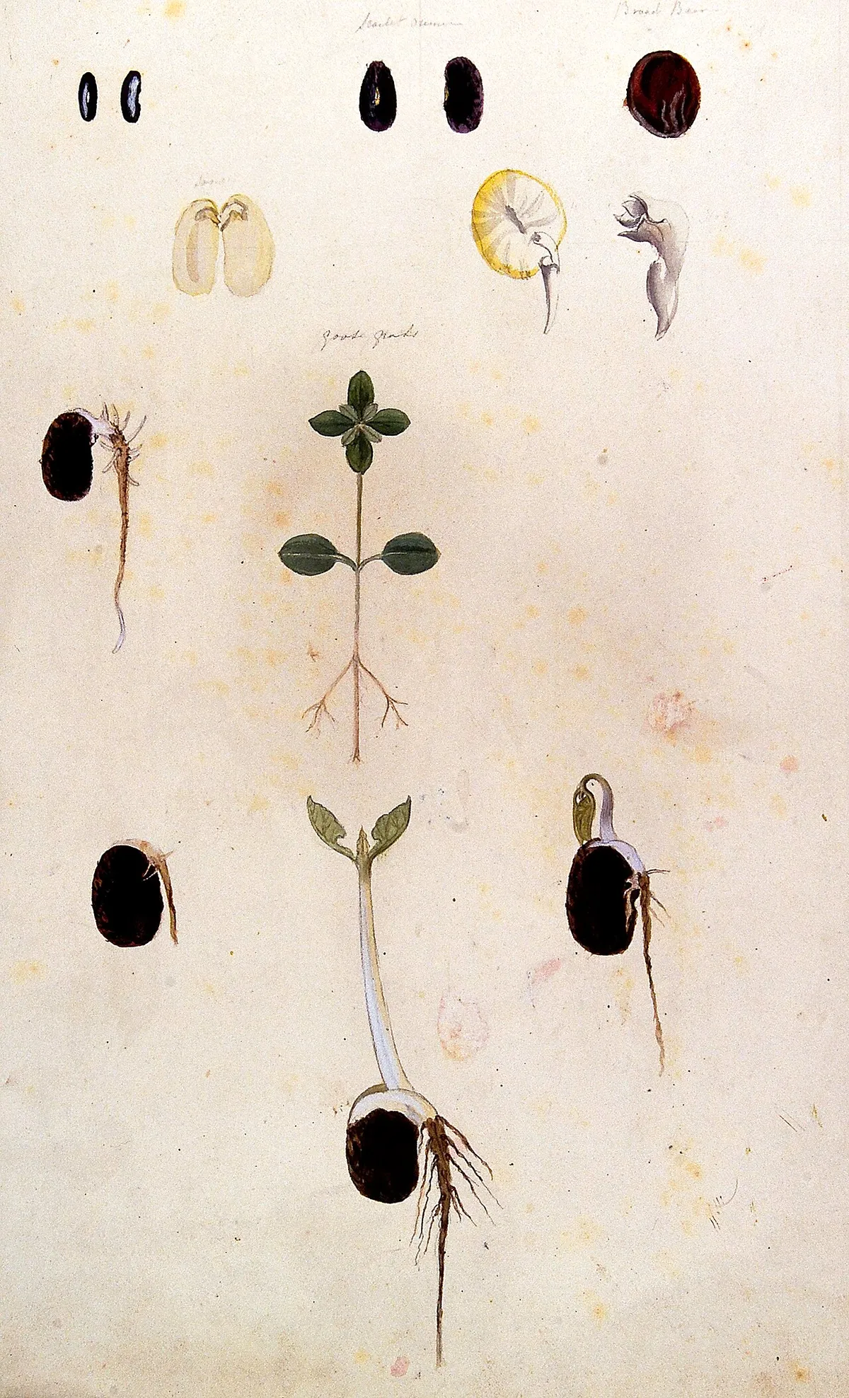 Botanical drawing of germinating broad beans and goosegrass.