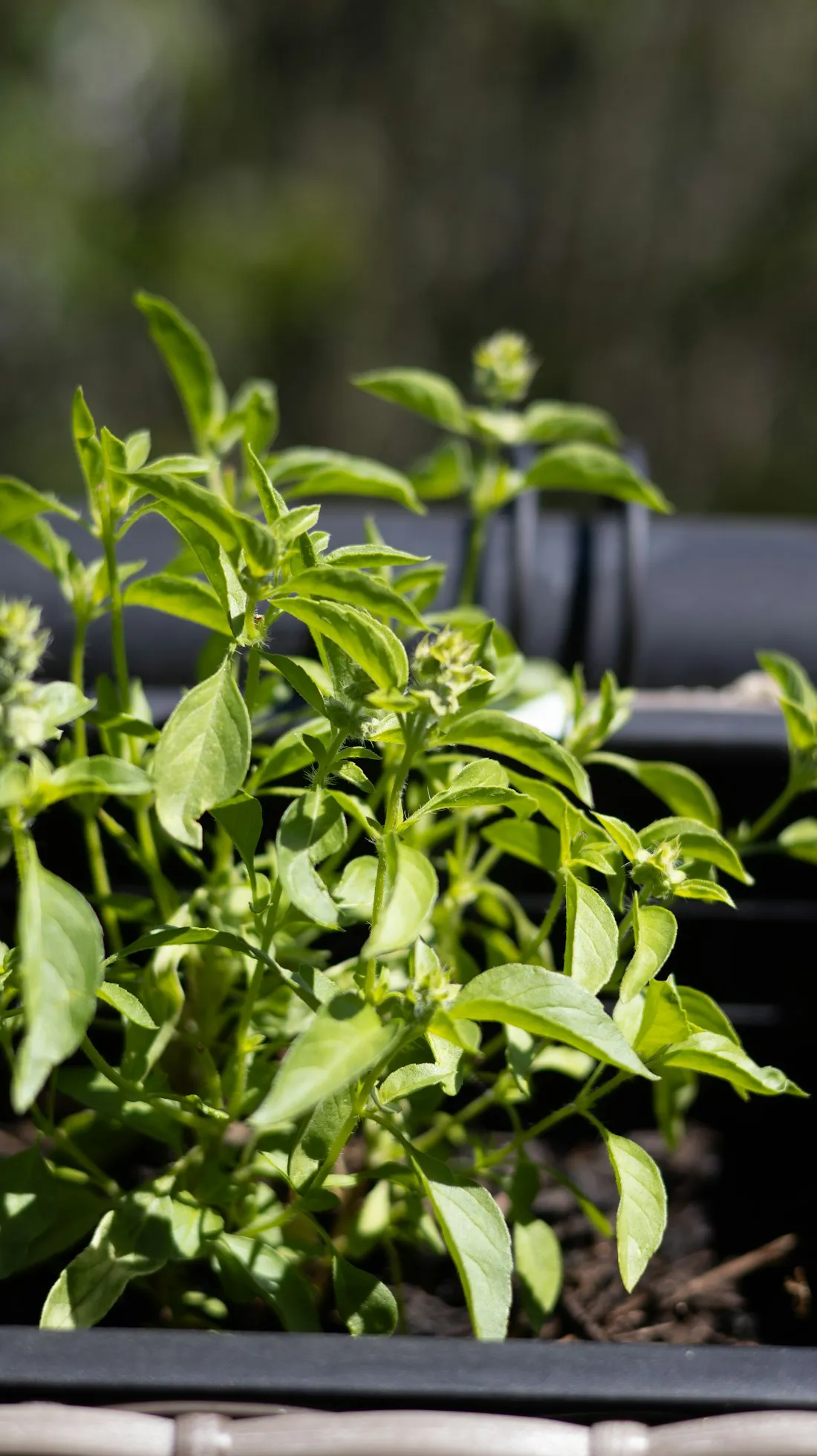 Close view of basil leaves growing in a pot