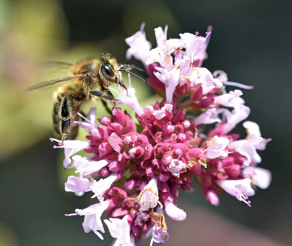 A honey bee visits oregano flowers.