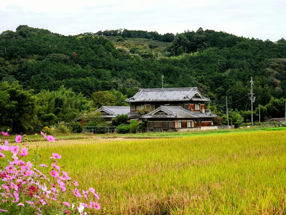 A Japanese farmhouse beside rice fields with wooded hills behind it.