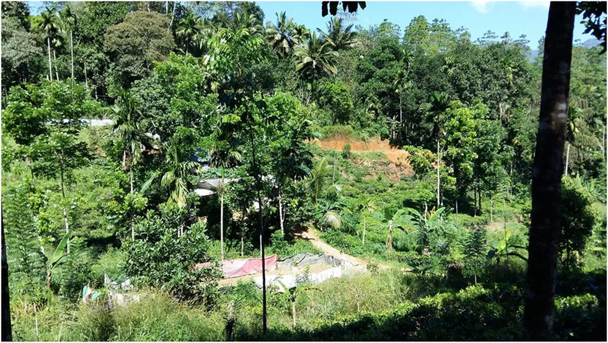 Trees and lower vegetation surround rooftops and a path in a Kandyan forest garden landscape.