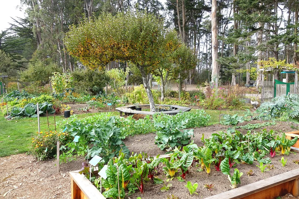 Vegetable plants growing in a garden at Mendocino Coast Botanical Gardens.