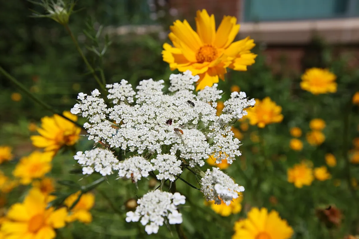 White and yellow flowers in a pollinator garden.