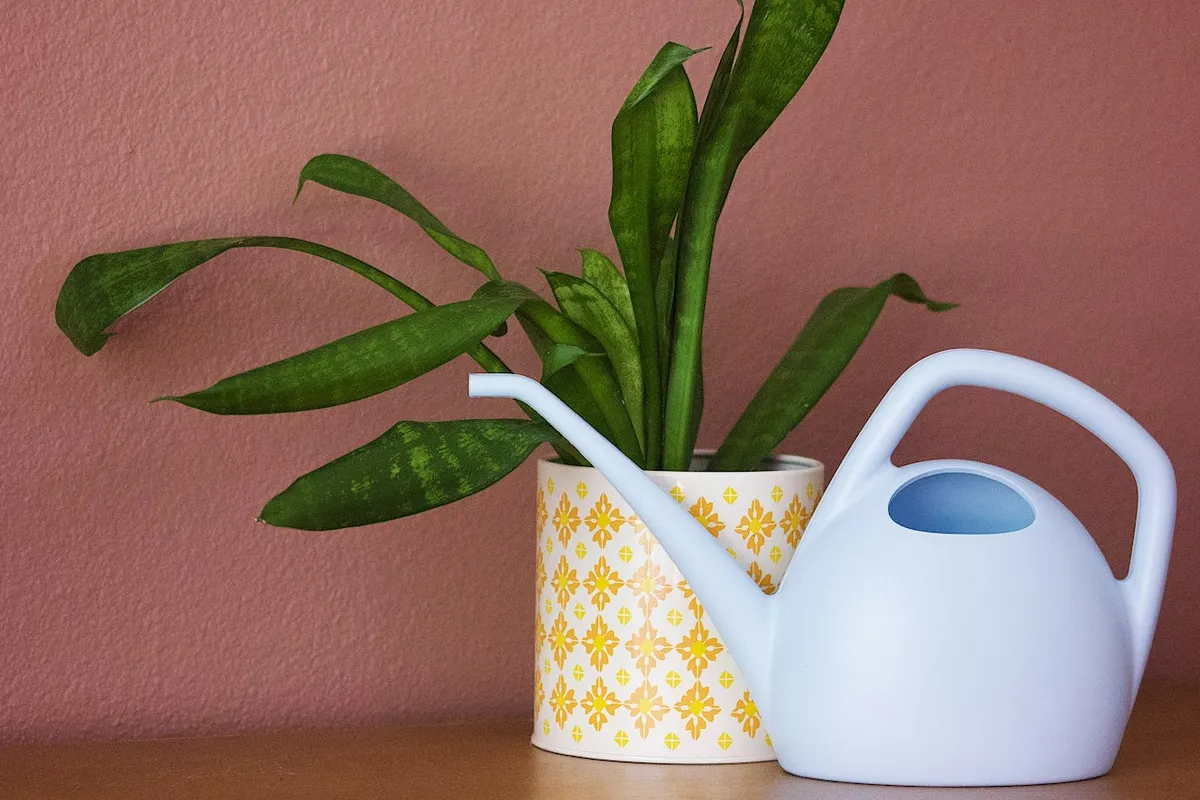 A potted plant beside a watering can.