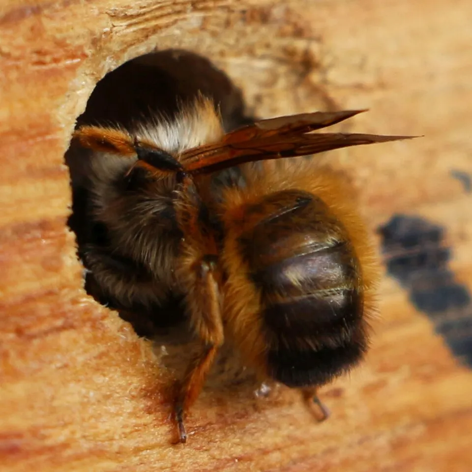 A red mason bee at the entrance of a nesting tunnel in wood.