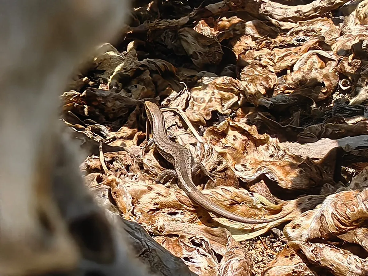 A Bojer’s skink resting on leaf litter in Mauritius.