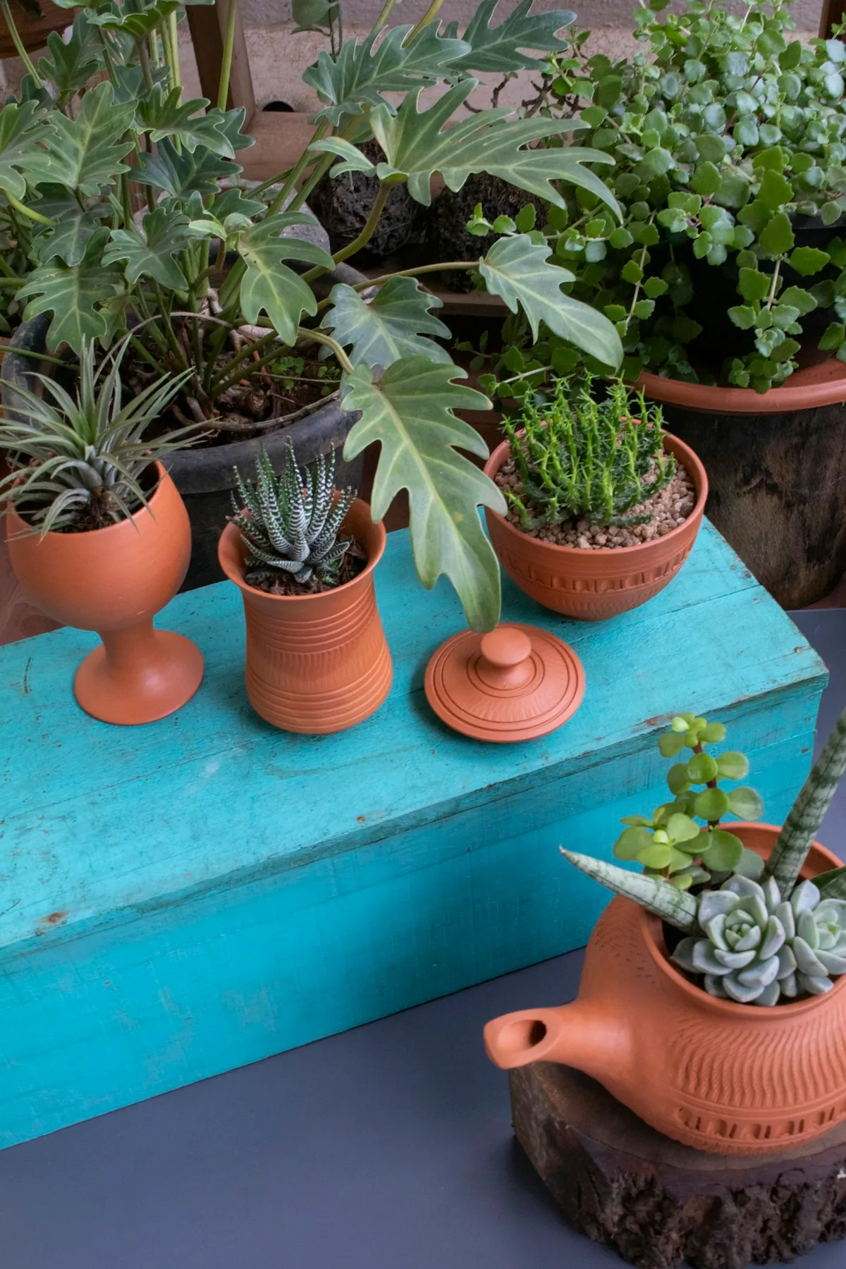 Houseplants and succulents in clay pots arranged on a turquoise table.