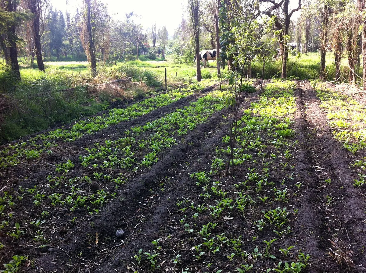Rows of young plants growing among trees in a Xochimilco chinampa.